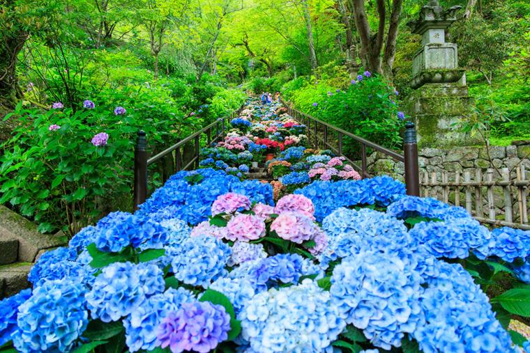 長谷寺(奈良) あじさい