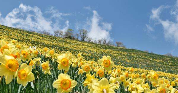 つつじや藤、花の絶景が目白押し！関西の5月のおすすめ観光スポット