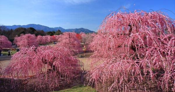 ピンク色の絶景！しだれ梅の名所・三重「鈴鹿の森庭園」が2月15日から一般公開