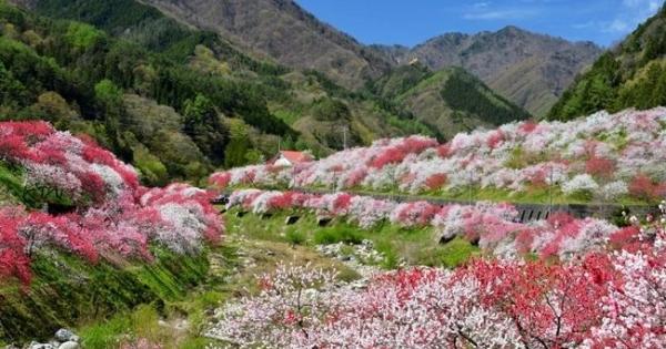 まるで桃源郷の絶景！ 長野県阿智村で「花桃まつり」と星空観察イベントを開催